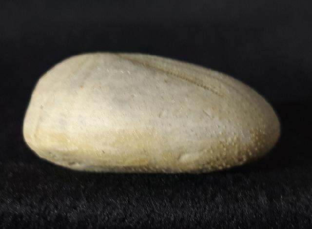 Heteraster oblongus (BRONGNIART 1821) - Bild &copy; FossNet FossilienStore